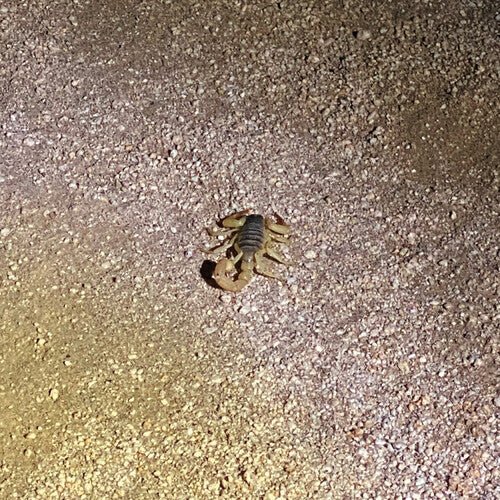 BEEN THINKING BOUT CONFESSION - PURPLE
