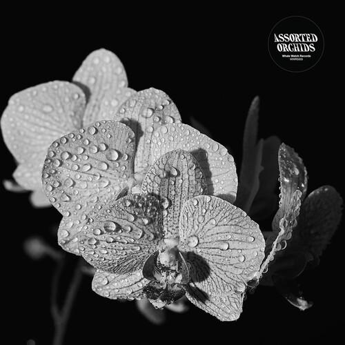 ASSORTED ORCHIDS