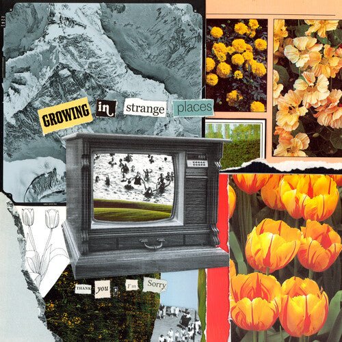 GROWING IN STRANGE PLACES - ORANGE CRUSH