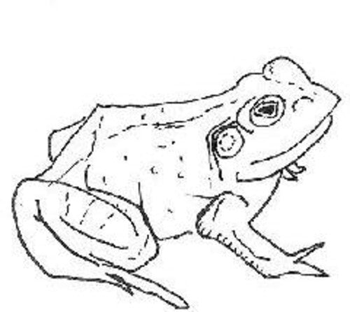 BULL FROGS CROON (AND OTHER SONGS)