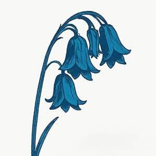 THIS IS THE BLUEBELLS - BLUE VINYL